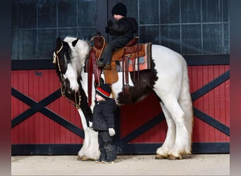 Cob Irlandese / Tinker / Gypsy Vanner, Giumenta, 4 Anni, 145 cm