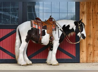 Cob Irlandese / Tinker / Gypsy Vanner, Giumenta, 4 Anni, 145 cm