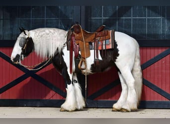 Cob Irlandese / Tinker / Gypsy Vanner, Giumenta, 4 Anni, 145 cm