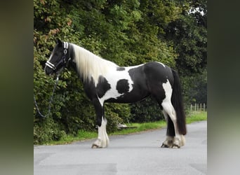 Cob Irlandese / Tinker / Gypsy Vanner, Giumenta, 4 Anni, 145 cm, Pezzato