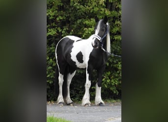 Cob Irlandese / Tinker / Gypsy Vanner, Giumenta, 4 Anni, 145 cm, Pezzato