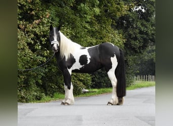 Cob Irlandese / Tinker / Gypsy Vanner, Giumenta, 4 Anni, 145 cm, Pezzato