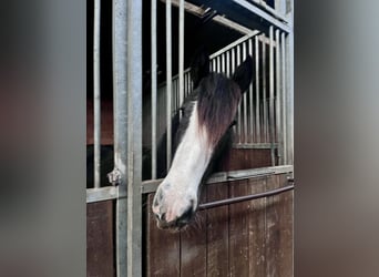 Cob Irlandese / Tinker / Gypsy Vanner, Giumenta, 4 Anni, 147 cm, Morello