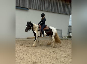 Cob Irlandese / Tinker / Gypsy Vanner, Giumenta, 4 Anni, 148 cm, Pezzato