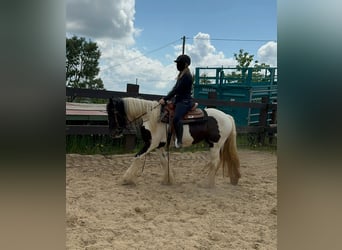 Cob Irlandese / Tinker / Gypsy Vanner, Giumenta, 4 Anni, 148 cm, Pezzato