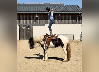 Cob Irlandese / Tinker / Gypsy Vanner, Giumenta, 4 Anni, 148 cm, Pezzato