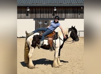 Cob Irlandese / Tinker / Gypsy Vanner, Giumenta, 4 Anni, 148 cm, Pezzato