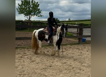 Cob Irlandese / Tinker / Gypsy Vanner, Giumenta, 4 Anni, 148 cm, Pezzato