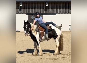 Cob Irlandese / Tinker / Gypsy Vanner, Giumenta, 4 Anni, 148 cm, Pezzato