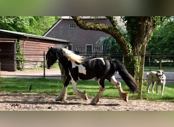 Cob Irlandese / Tinker / Gypsy Vanner, Giumenta, 4 Anni, 148 cm, Tobiano-tutti i colori