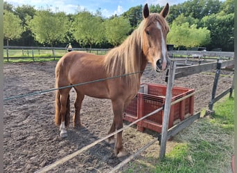 Cob Irlandese / Tinker / Gypsy Vanner Mix, Giumenta, 4 Anni, 151 cm, Sauro