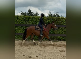 Cob Irlandese / Tinker / Gypsy Vanner, Giumenta, 4 Anni, 153 cm, Baio