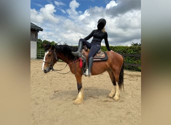 Cob Irlandese / Tinker / Gypsy Vanner, Giumenta, 4 Anni, 153 cm, Baio