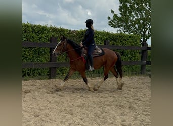 Cob Irlandese / Tinker / Gypsy Vanner, Giumenta, 4 Anni, 153 cm, Baio