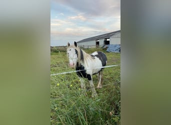 Cob Irlandese / Tinker / Gypsy Vanner, Giumenta, 5 Anni, 125 cm, Grigio ferro