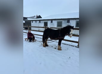 Cob Irlandese / Tinker / Gypsy Vanner, Giumenta, 5 Anni, 125 cm, Morello