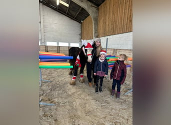 Cob Irlandese / Tinker / Gypsy Vanner, Giumenta, 5 Anni, 125 cm, Morello