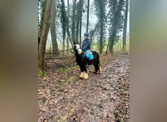 Cob Irlandese / Tinker / Gypsy Vanner, Giumenta, 5 Anni, 125 cm, Morello