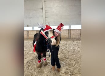 Cob Irlandese / Tinker / Gypsy Vanner, Giumenta, 5 Anni, 125 cm, Morello