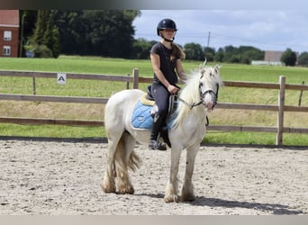 Cob Irlandese / Tinker / Gypsy Vanner, Giumenta, 5 Anni, 126 cm, Leardo