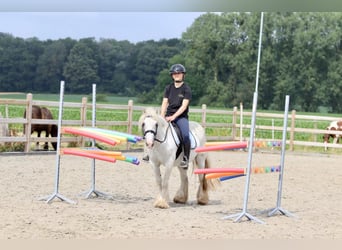 Cob Irlandese / Tinker / Gypsy Vanner, Giumenta, 5 Anni, 126 cm, Leardo