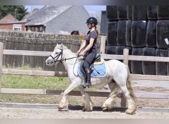 Cob Irlandese / Tinker / Gypsy Vanner, Giumenta, 5 Anni, 126 cm, Leardo