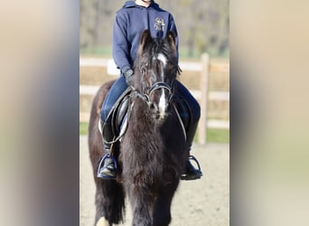 Cob Irlandese / Tinker / Gypsy Vanner, Giumenta, 5 Anni, 127 cm, Morello