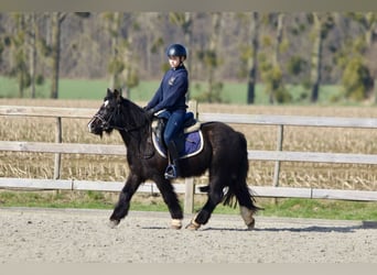 Cob Irlandese / Tinker / Gypsy Vanner, Giumenta, 5 Anni, 127 cm, Morello