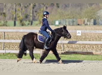 Cob Irlandese / Tinker / Gypsy Vanner, Giumenta, 5 Anni, 127 cm, Morello