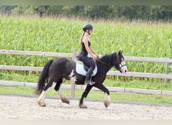 Cob Irlandese / Tinker / Gypsy Vanner, Giumenta, 5 Anni, 130 cm, Pezzato