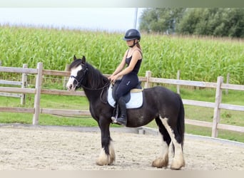 Cob Irlandese / Tinker / Gypsy Vanner, Giumenta, 5 Anni, 130 cm, Pezzato