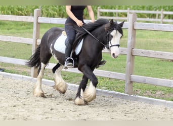 Cob Irlandese / Tinker / Gypsy Vanner, Giumenta, 5 Anni, 130 cm, Pezzato