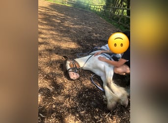 Cob Irlandese / Tinker / Gypsy Vanner, Giumenta, 5 Anni, 130 cm, Pezzato