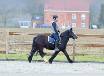 Cob Irlandese / Tinker / Gypsy Vanner, Giumenta, 5 Anni, 131 cm, Morello