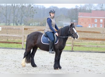 Cob Irlandese / Tinker / Gypsy Vanner, Giumenta, 5 Anni, 131 cm, Morello