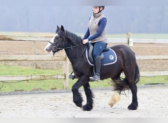 Cob Irlandese / Tinker / Gypsy Vanner, Giumenta, 5 Anni, 131 cm, Morello