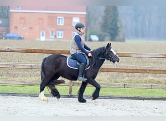 Cob Irlandese / Tinker / Gypsy Vanner, Giumenta, 5 Anni, 131 cm, Morello