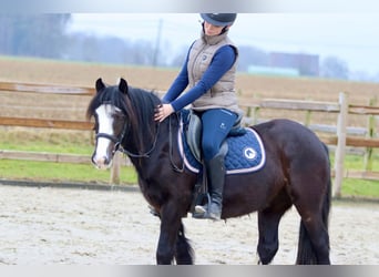 Cob Irlandese / Tinker / Gypsy Vanner, Giumenta, 5 Anni, 131 cm, Morello