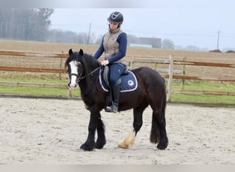 Cob Irlandese / Tinker / Gypsy Vanner, Giumenta, 5 Anni, 131 cm, Morello