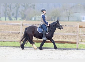 Cob Irlandese / Tinker / Gypsy Vanner, Giumenta, 5 Anni, 131 cm, Morello