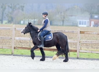 Cob Irlandese / Tinker / Gypsy Vanner, Giumenta, 5 Anni, 131 cm, Morello