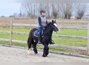 Cob Irlandese / Tinker / Gypsy Vanner, Giumenta, 5 Anni, 131 cm, Morello