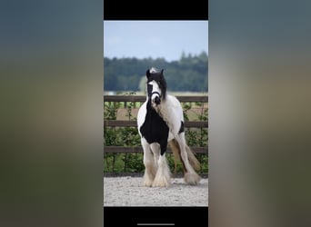 Cob Irlandese / Tinker / Gypsy Vanner, Giumenta, 5 Anni, 135 cm, Grigio ferro