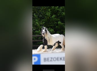 Cob Irlandese / Tinker / Gypsy Vanner, Giumenta, 5 Anni, 135 cm, Grigio ferro