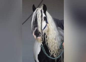 Cob Irlandese / Tinker / Gypsy Vanner, Giumenta, 5 Anni, 135 cm, Grigio ferro