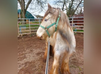 Cob Irlandese / Tinker / Gypsy Vanner, Giumenta, 5 Anni, 140 cm, Pezzato