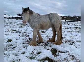 Cob Irlandese / Tinker / Gypsy Vanner, Giumenta, 5 Anni, 140 cm, Pezzato