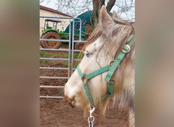 Cob Irlandese / Tinker / Gypsy Vanner, Giumenta, 5 Anni, 140 cm, Pezzato