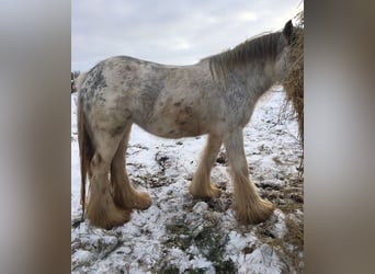 Cob Irlandese / Tinker / Gypsy Vanner, Giumenta, 5 Anni, 140 cm, Pezzato