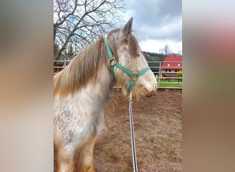 Cob Irlandese / Tinker / Gypsy Vanner, Giumenta, 5 Anni, 140 cm, Pezzato